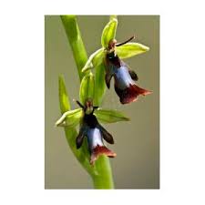 Attēlu rezultāti vaicājumam “Ophrys insectifera leaf”