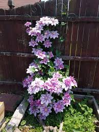 Attēlu rezultāti vaicājumam “Clematis flower”