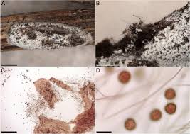 Attēlu rezultāti vaicājumam “Dianema nivale spores”