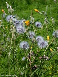 Attēlu rezultāti vaicājumam “Crepis tectorum flower”