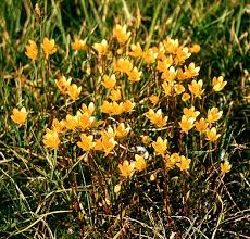 Attēlu rezultāti vaicājumam “Saxifraga hirculus flower”