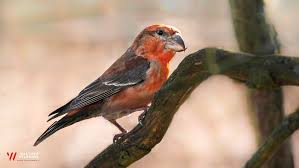 Attēlu rezultāti vaicājumam “Loxia pytyopsittacus”