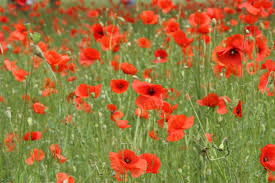 Image result for Mohn