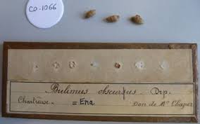 Attēlu rezultāti vaicājumam “Ena obscura”