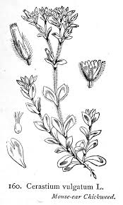 Attēlu rezultāti vaicājumam “Cerastium sylvaticum”