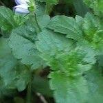 Attēlu rezultāti vaicājumam “Veronica agrestis leaf”