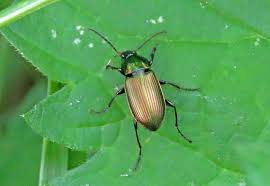 Attēlu rezultāti vaicājumam “Poecilus cupreus”