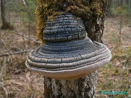 Attēlu rezultāti vaicājumam “Phellinus populicola”
