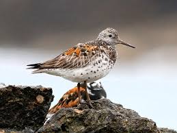Image result for Calidris tenuirostris