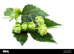 Attēlu rezultāti vaicājumam “Humulus lupulus leaf”