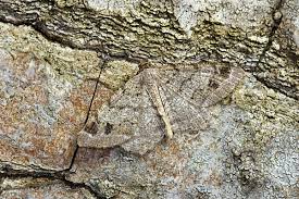 Attēlu rezultāti vaicājumam “Macaria signaria”