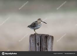 Image result for Gallinago delicata