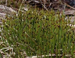 Attēlu rezultāti vaicājumam “Trichophorum alpinum fruit”