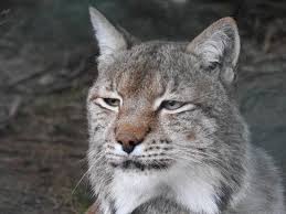 Image result for Lancashire Lynx