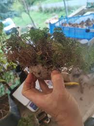 Attēlu rezultāti vaicājumam “Thamnobryum alopecurum”