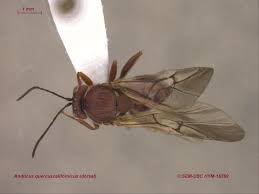 Attēlu rezultāti vaicājumam “Cynipidae”