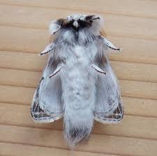 Attēlu rezultāti vaicājumam “Lasiocampidae”