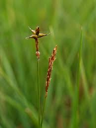 Attēlu rezultāti vaicājumam “Carex dioica male flower”