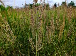 Attēlu rezultāti vaicājumam “Calamagrostis canescens leaf”