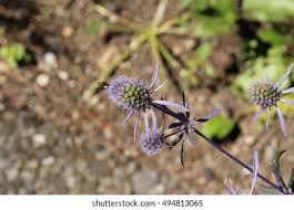 Image result for Edeldistel
