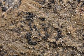 Attēlu rezultāti vaicājumam “Opegrapha rufescens”