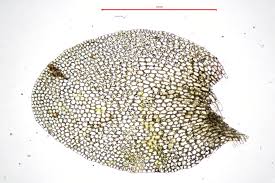 Attēlu rezultāti vaicājumam “Jungermannia hyalina”