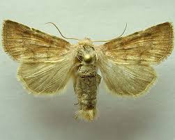 Attēlu rezultāti vaicājumam “Chortodes fluxa”