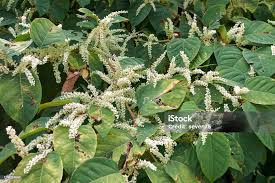 Attēlu rezultāti vaicājumam “Reynoutria japonica”