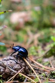 Attēlu rezultāti vaicājumam “Trypocopris vernalis”