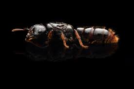 Attēlu rezultāti vaicājumam “Conardia compacta macro”