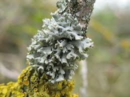 Attēlu rezultāti vaicājumam “Physcia adscendens”