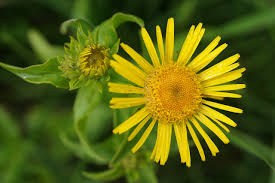 Attēlu rezultāti vaicājumam “Inula britannica”