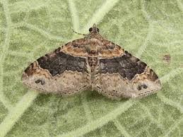 Attēlu rezultāti vaicājumam “Xanthorhoe ferrugata”