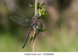 Attēlu rezultāti vaicājumam “Aeshna juncea male”