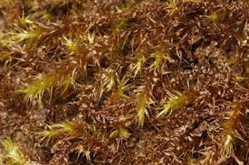 Attēlu rezultāti vaicājumam “Drepanocladus polygamus”