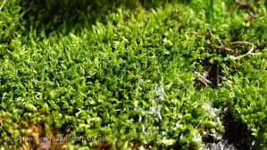 Attēlu rezultāti vaicājumam “Bryum capillare”