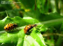 Attēlu rezultāti vaicājumam “Hippodamia tredecimpunctata”