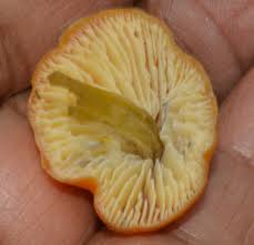 Attēlu rezultāti vaicājumam “Hygrocybe pseudoconica”