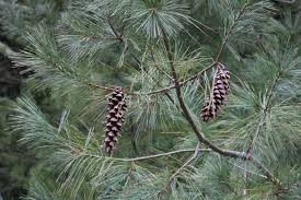 Attēlu rezultāti vaicājumam “Pinus strobus fruit”