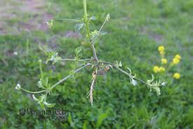 Attēlu rezultāti vaicājumam “Viola arvensis bud”