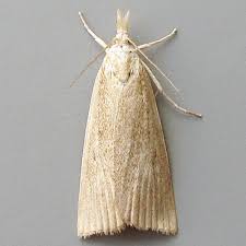 Attēlu rezultāti vaicājumam “Calamotropha paludella”