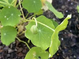 Attēlu rezultāti vaicājumam “Tropaeolum majus fruit”