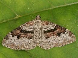 Attēlu rezultāti vaicājumam “Xanthorhoe designata”