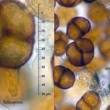 Attēlu rezultāti vaicājumam “Triphragmium ulmariae”