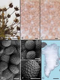 Attēlu rezultāti vaicājumam “Sphacelotheca hydropiperis”