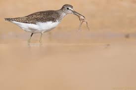 Attēlu rezultāti vaicājumam “Tringa ochropus”