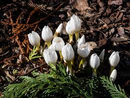 Attēlu rezultāti vaicājumam “Colchicum szovitsii subsp. szovitsii”