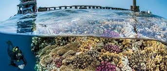 Image result for World Divers