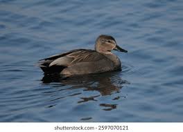 Attēlu rezultāti vaicājumam “Anas strepera”