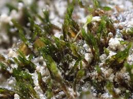 Attēlu rezultāti vaicājumam “Seligeria donniana”